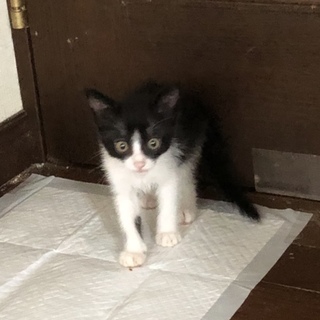 4兄弟です！多頭でもらってくれる方歓迎
