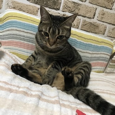 枕の上でお座り〜☆