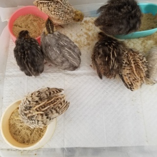 色変わりウズラの里親募集