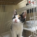 人間、猫大好きの構ってちゃんな三毛仔猫