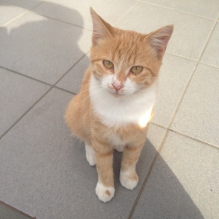 僕の名前は茶トラ、なぜなぜモミモミ大好き