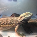 フトアゴヒゲトカゲ メス