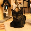 7兄弟のかわいい黒猫ちゃん