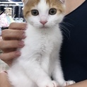 スコティッシュ子猫♀の里親募集