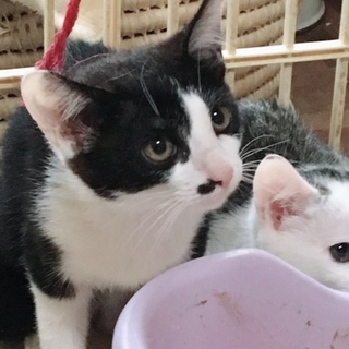 黒白模様の赤ちゃんです