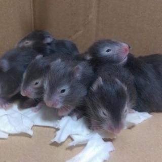 【6/21生まれ】ゴールデンハムスターの里親募集！