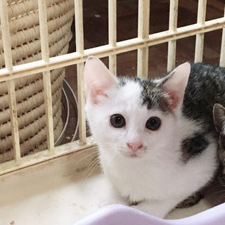 サバシロの子猫ちゃんです