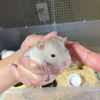 我が家で生まれたラットちゃんです☆