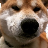 わさび