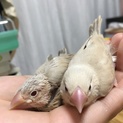 シナモン文鳥雛2羽里親募集