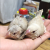 シナモン文鳥雛2羽里親募集 サムネイル2