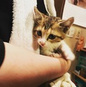 生後1ヶ月半のニャンコを保護しました