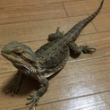 フトアゴヒゲトカゲ アダルトベビー