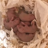 キンクマハムスター メス サムネイル4