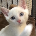 美形ひとなつっこい子猫ちゃん