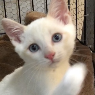 美形ひとなつっこい子猫ちゃん