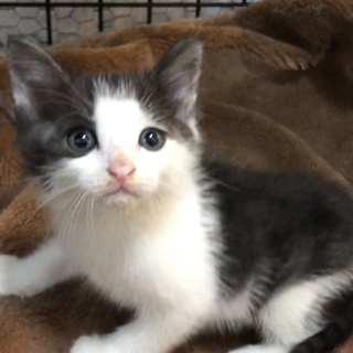 かわいい2カ月子猫ちゃん