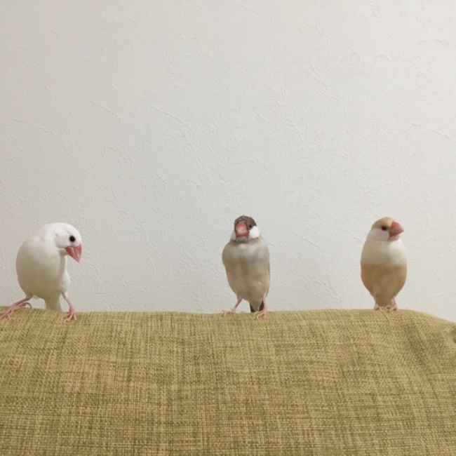 nゆままのカバー写真