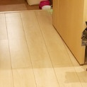 猫ちゃん