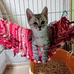 名古屋市西区円頓寺　７月１５日(日）第８１回リトルパウエイド猫の譲渡会 サムネイル1