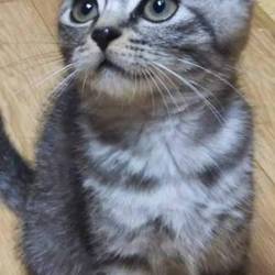 名古屋市西区円頓寺　７月１５日(日）第８１回リトルパウエイド猫の譲渡会 サムネイル2