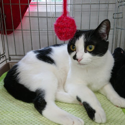 名古屋市西区円頓寺　７月１５日(日）第８１回リトルパウエイド猫の譲渡会 サムネイル3