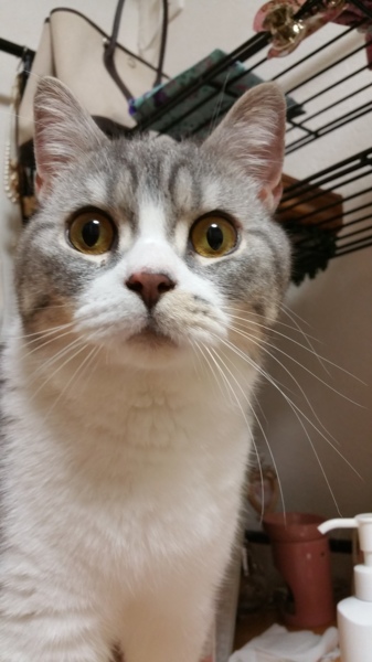 ♡ブリティッシュ♡