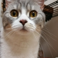 ♡ブリティッシュ♡