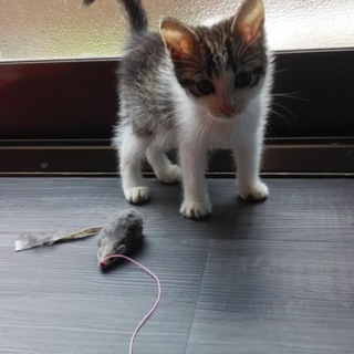 名無しのかしこいちゃん♡(=^・^=)