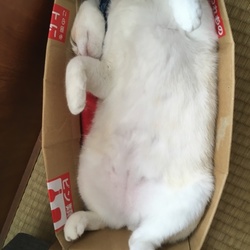 むくむく