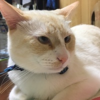 あず