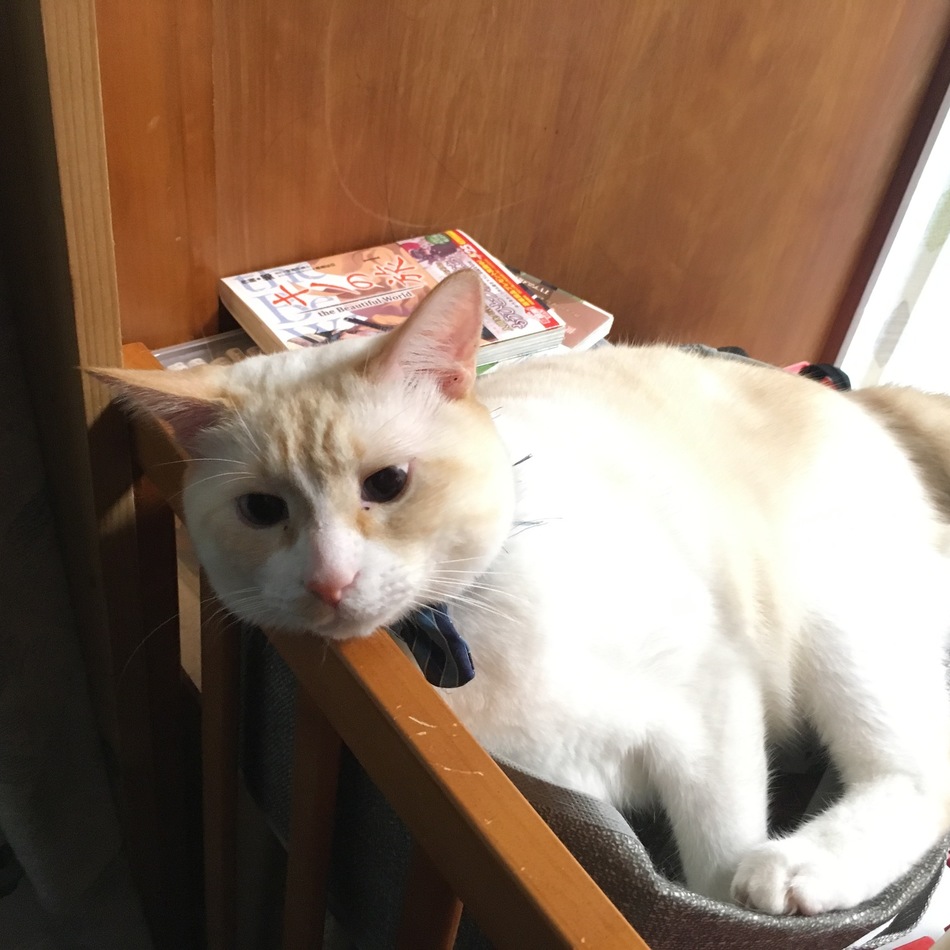 あずのカバー写真