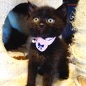 【募集一時停止中!】★生後１か月の黒仔猫★