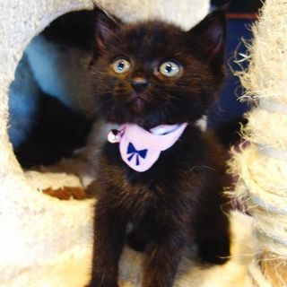 【募集一時停止中!】★生後１か月の黒仔猫★