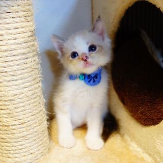【募集一時停止中!】★生後１か月のシャムMIX★