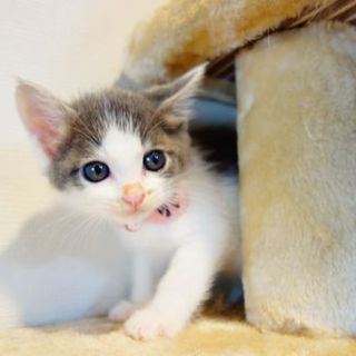 【募集一時停止中!】★生後一か月のマリちゃん★