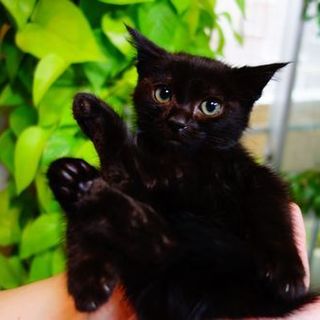 ★生後１．５か月の黒子猫♂キリアン君★