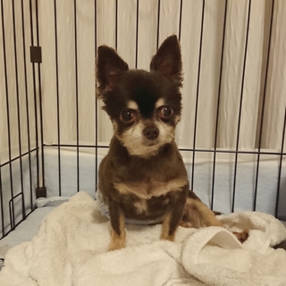 人が大好きな男の子