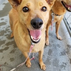 セブンデイズ譲渡相談会