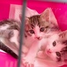 仔猫 銀次郎 里親募集中 サムネイル3