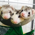 諸事情により里親募集します。
