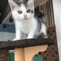 仔猫 銀次郎 里親募集中