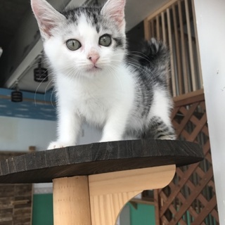 仔猫 銀次郎 里親募集中
