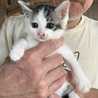 仔猫 銀次郎 里親募集中 サムネイル2