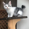 仔猫 銀次郎 里親募集中 サムネイル4