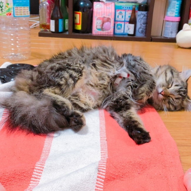 nacccchan417のカバー写真