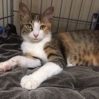 おでこに♡マーク?!  人懐こくて可愛いくて穏やか