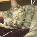 超美人猫♪ キジトラ白のメス猫
