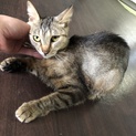 甘えん坊なキジトラ猫ちゃん♪