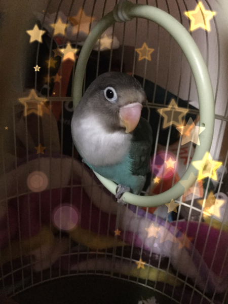 ブルーボタンインコ里親募集 群馬県 鳥の里親募集 ペットのおうち 月間利用者150万人